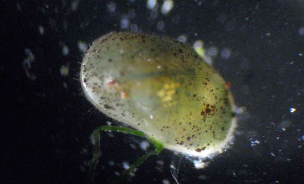 I colori degli ostracodi